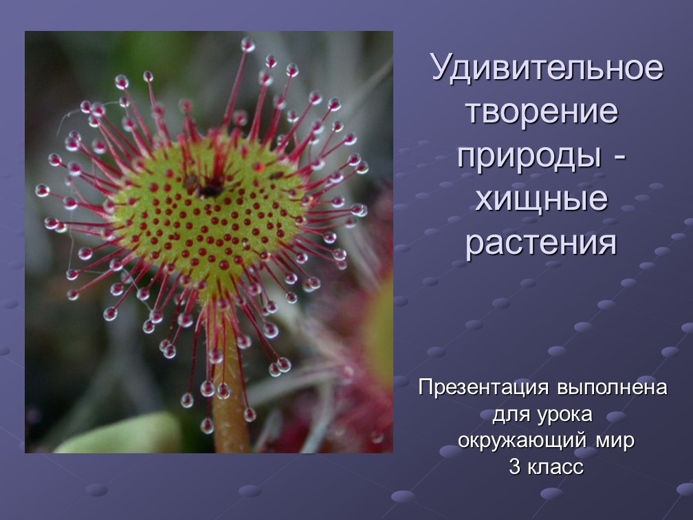 Презентация по окружающему миру на тему "Растения-хищники" - Скачать презентации бесплатно | Читать или скачать учебники для школы онлайн бесплатно ☑ Школьные учебники school-textbook.com
