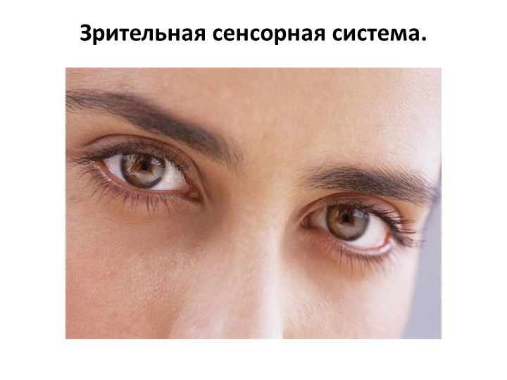 Презентация по Анатомии человека "Зрительная сенсорная система" - Скачать презентации бесплатно | Читать или скачать учебники для школы онлайн бесплатно ☑ Школьные учебники school-textbook.com