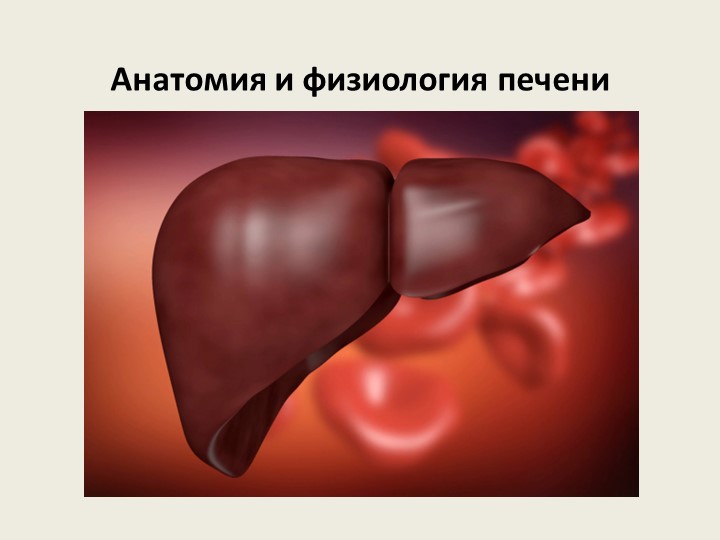 Презентация по анатомии человека на тему "Анатомия и физиология печени" - Скачать презентации бесплатно | Читать или скачать учебники для школы онлайн бесплатно ☑ Школьные учебники school-textbook.com