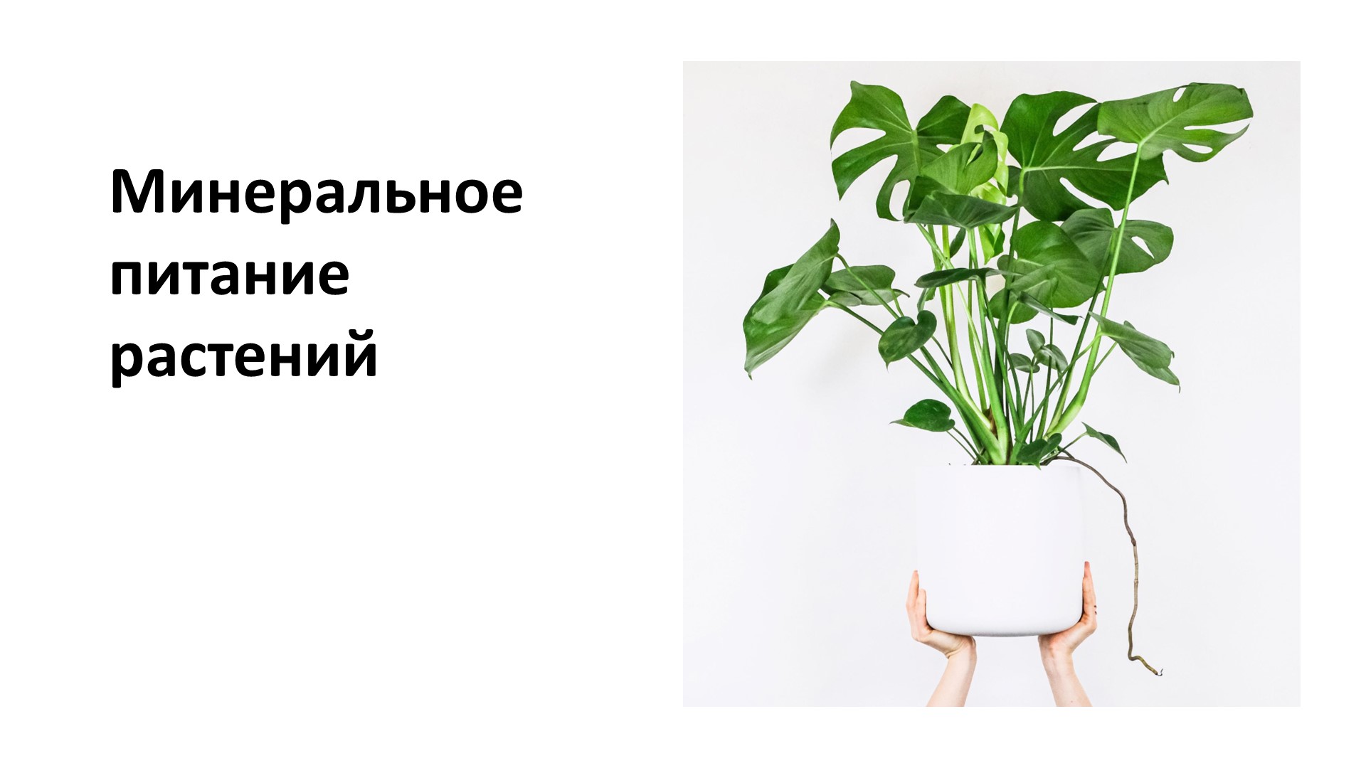 Презентация по биологии на тему "Минеральное питание растений" (6 класс) - Скачать презентации бесплатно | Читать или скачать учебники для школы онлайн бесплатно ☑ Школьные учебники school-textbook.com