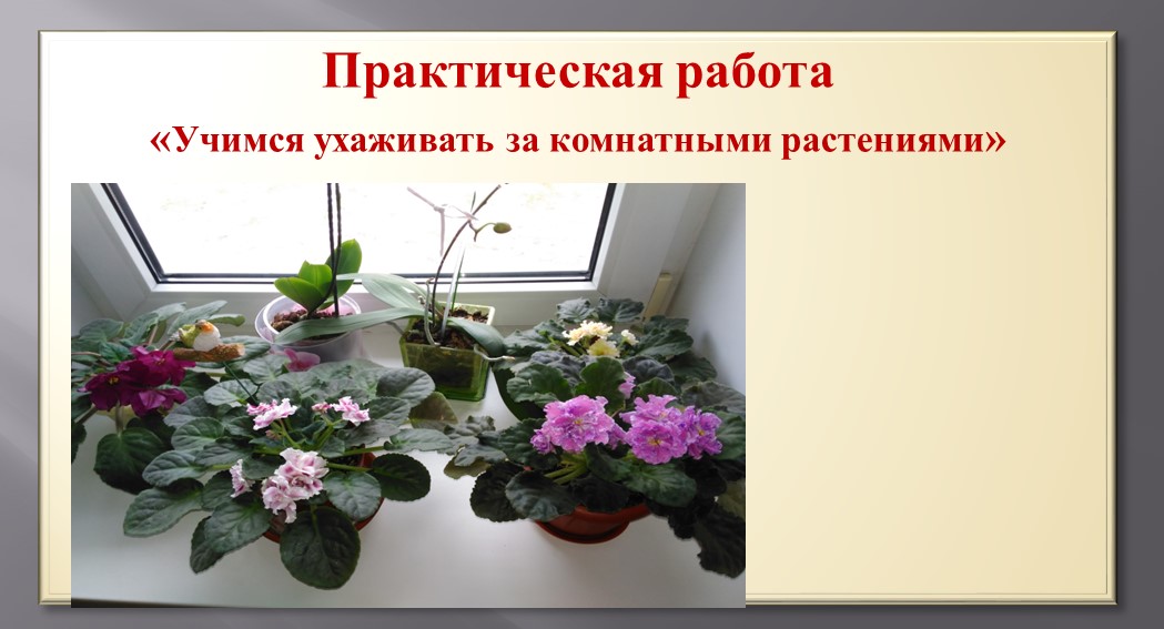 Презентация по уходу за комнатными растениями - Скачать презентации бесплатно | Читать или скачать учебники для школы онлайн бесплатно ☑ Школьные учебники school-textbook.com