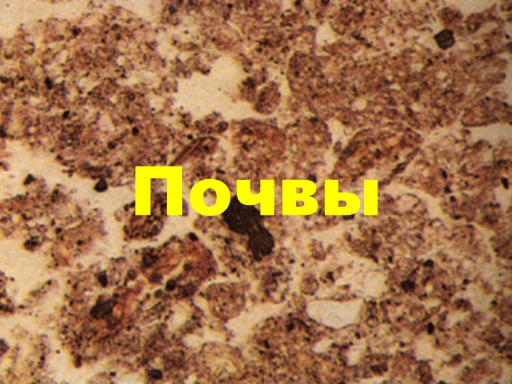 Презентация по теме "Почвы РФ" - Скачать презентации бесплатно | Читать или скачать учебники для школы онлайн бесплатно ☑ Школьные учебники school-textbook.com