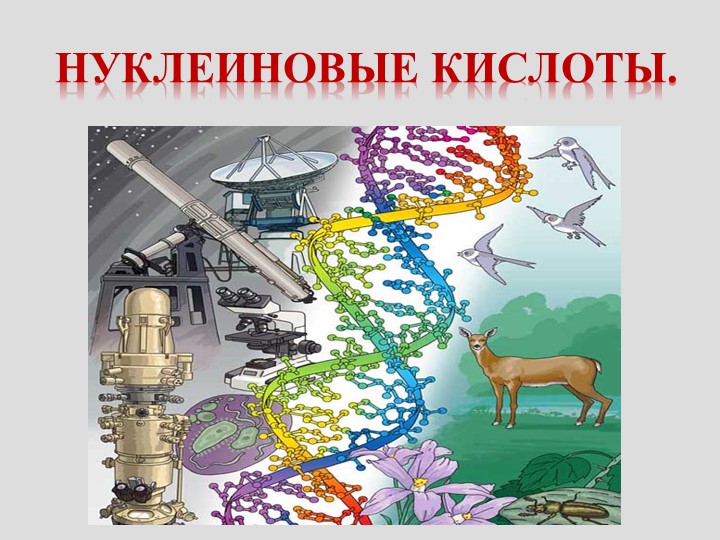 Презентация по биологии на тему "Нуклеиновые кислоты" - Скачать презентации бесплатно | Читать или скачать учебники для школы онлайн бесплатно ☑ Школьные учебники school-textbook.com
