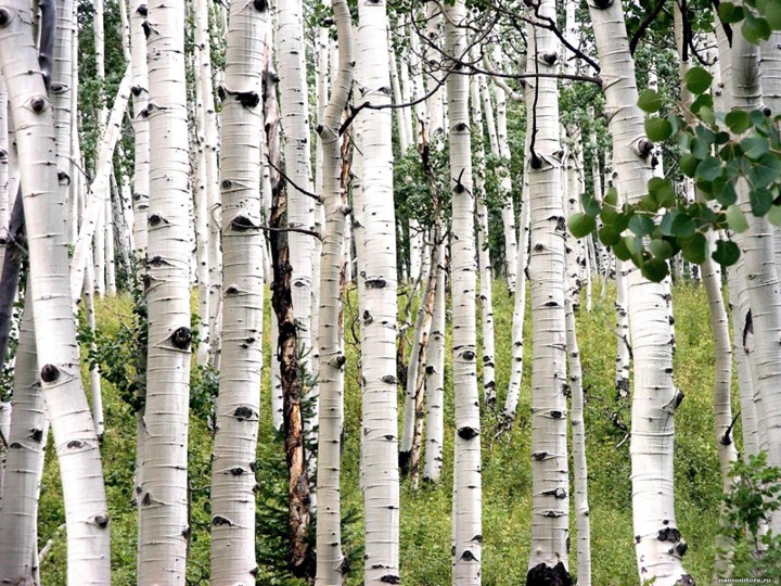 Классный час "Мы за мир" - Скачать презентации бесплатно | Читать или скачать учебники для школы онлайн бесплатно ☑ Школьные учебники school-textbook.com