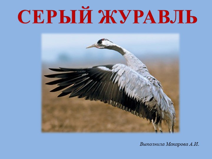 Презентация к уроку биологии "Журавль" - Скачать презентации бесплатно | Читать или скачать учебники для школы онлайн бесплатно ☑ Школьные учебники school-textbook.com