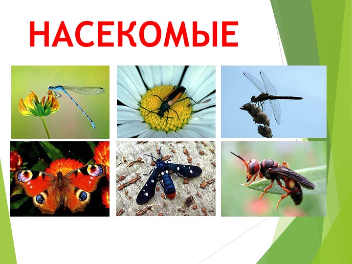 Презентация по биологии на тему НАСЕКОМЫЕ - Скачать презентации бесплатно | Читать или скачать учебники для школы онлайн бесплатно ☑ Школьные учебники school-textbook.com