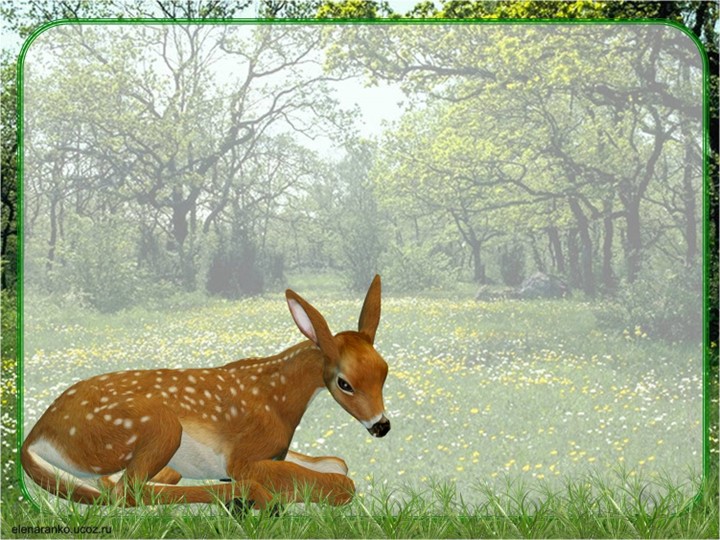 Презентация к уроку по окружающему миру:"Разнообразие животных" - Скачать презентации бесплатно | Читать или скачать учебники для школы онлайн бесплатно ☑ Школьные учебники school-textbook.com