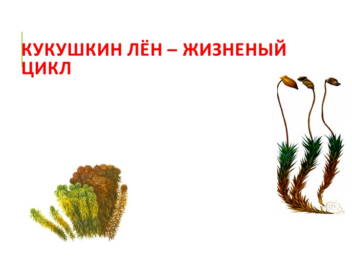"Кукушкин лен - размножение" - Скачать презентации бесплатно | Читать или скачать учебники для школы онлайн бесплатно ☑ Школьные учебники school-textbook.com