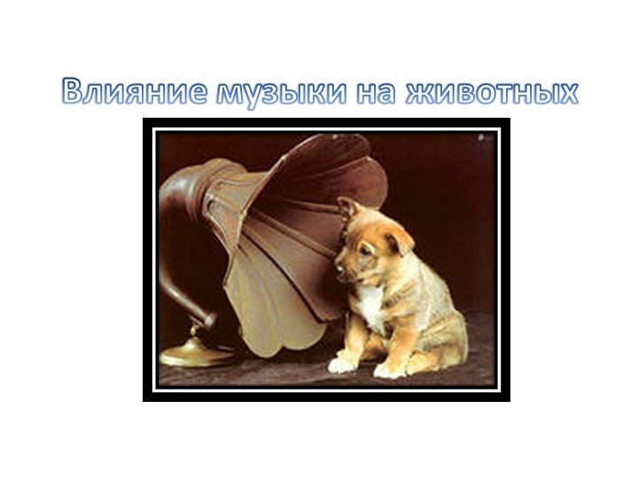 Консультация :Влияние музыки на животных - Скачать презентации бесплатно | Читать или скачать учебники для школы онлайн бесплатно ☑ Школьные учебники school-textbook.com