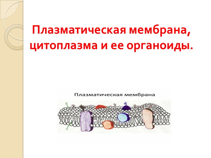 Презентация по биологии на тему "Плазматическая мембрана, цитоплазма и ее органоиды" - Скачать презентации бесплатно | Читать или скачать учебники для школы онлайн бесплатно ☑ Школьные учебники school-textbook.com