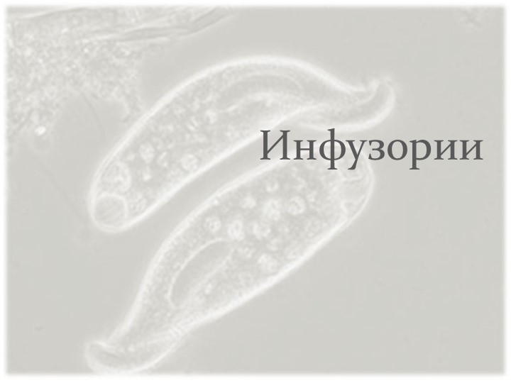 Презентация урока на тему "Инфузории" - Скачать презентации бесплатно | Читать или скачать учебники для школы онлайн бесплатно ☑ Школьные учебники school-textbook.com