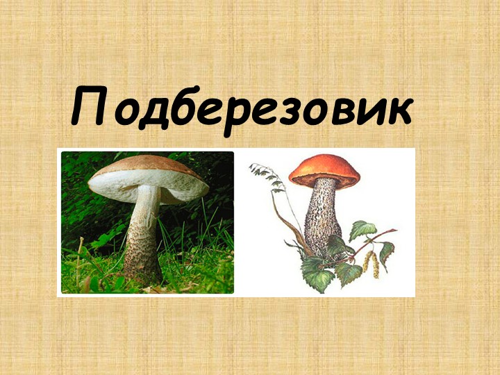 Презентация по окружающему миру " Подберезовик" - Скачать презентации бесплатно | Читать или скачать учебники для школы онлайн бесплатно ☑ Школьные учебники school-textbook.com