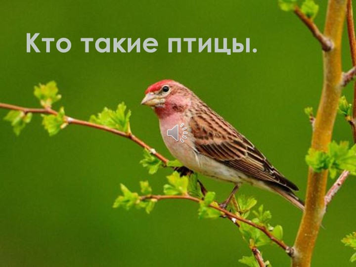 Презентация на тему "Птицы" - Скачать презентации бесплатно | Читать или скачать учебники для школы онлайн бесплатно ☑ Школьные учебники school-textbook.com