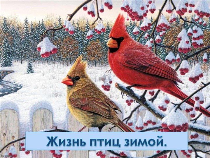 Презентация на тему "Птицы зимой" - Скачать презентации бесплатно | Читать или скачать учебники для школы онлайн бесплатно ☑ Школьные учебники school-textbook.com