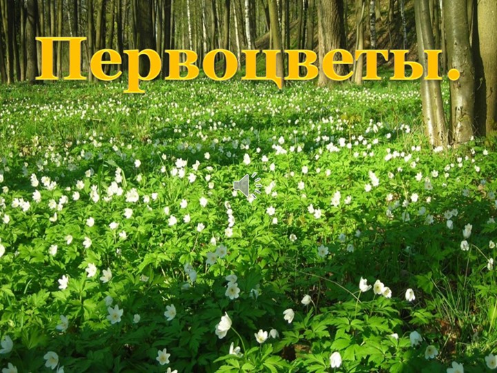 Презентация на тему "Первоцветы" - Скачать презентации бесплатно | Читать или скачать учебники для школы онлайн бесплатно ☑ Школьные учебники school-textbook.com