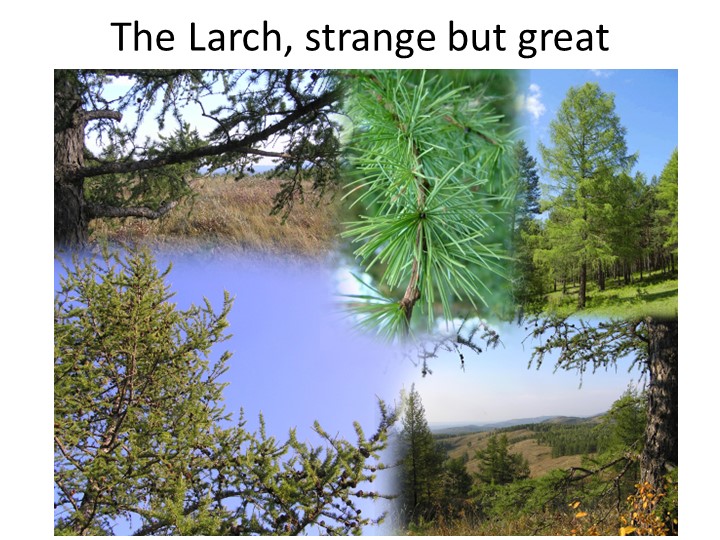 Презентация к открытому уроку "The Larch(лиственница)" - Скачать презентации бесплатно | Читать или скачать учебники для школы онлайн бесплатно ☑ Школьные учебники school-textbook.com