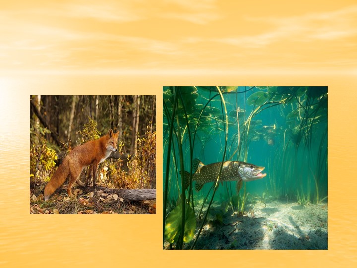 Презентация "Представители сред обитания" - Скачать презентации бесплатно | Читать или скачать учебники для школы онлайн бесплатно ☑ Школьные учебники school-textbook.com