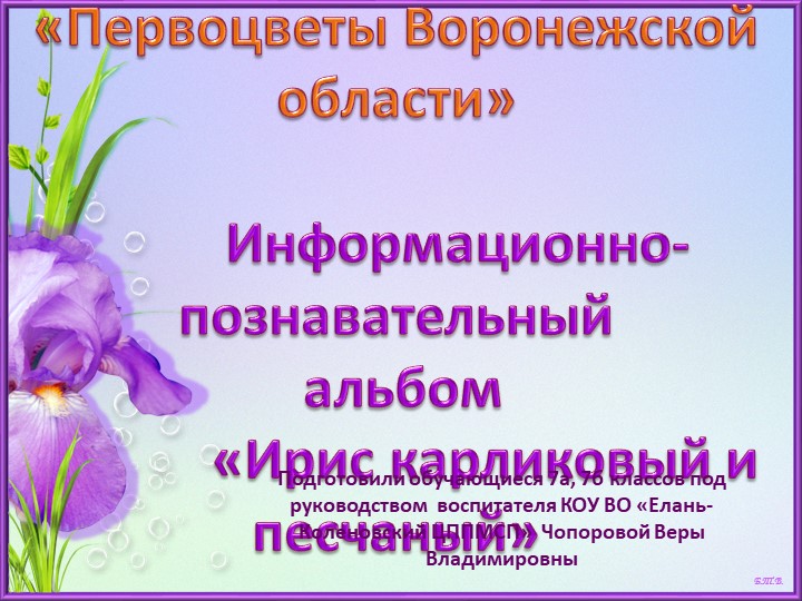 Презентация - Информационно-познавательный альбом "Ирис карликовый и песчаный" - Скачать презентации бесплатно | Читать или скачать учебники для школы онлайн бесплатно ☑ Школьные учебники school-textbook.com