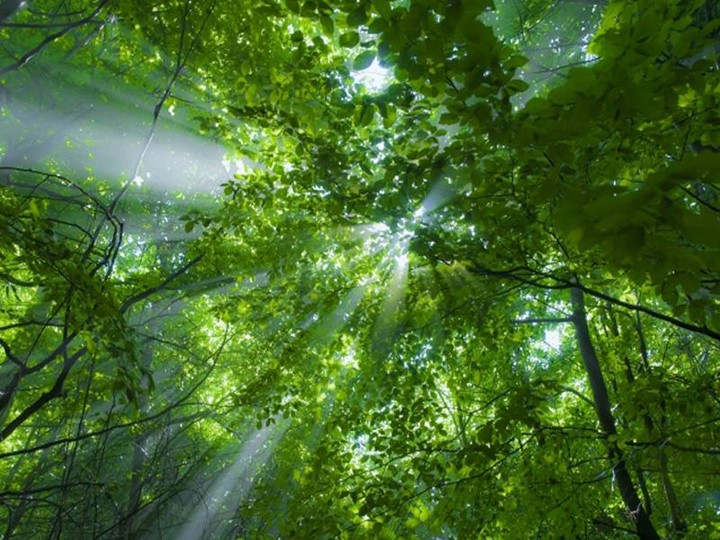 Презентация по миру природы и человека по теме: "Домашние животные". - Скачать презентации бесплатно | Читать или скачать учебники для школы онлайн бесплатно ☑ Школьные учебники school-textbook.com