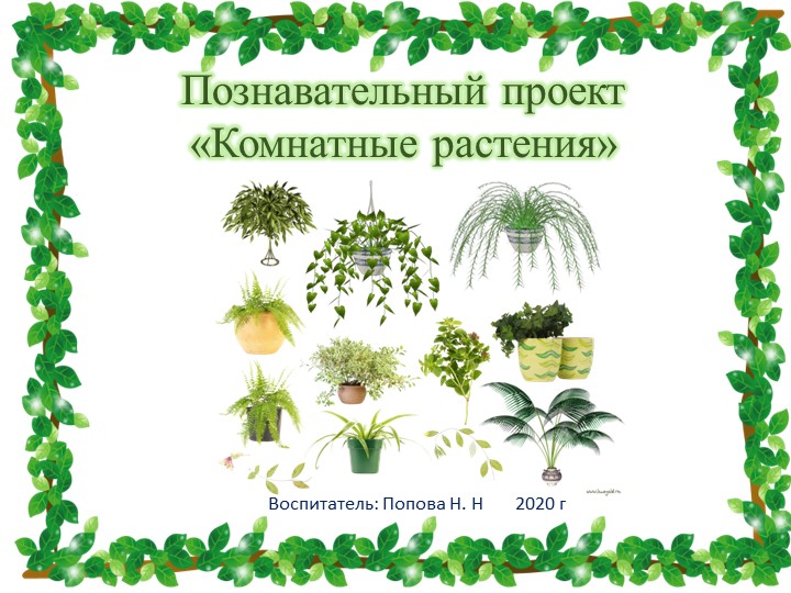 Познавательный проект "Комнатные растения" 2020 г - Скачать презентации бесплатно | Читать или скачать учебники для школы онлайн бесплатно ☑ Школьные учебники school-textbook.com