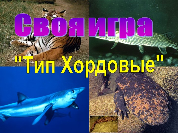 Презентация - игра "Тип хордовые" - Скачать презентации бесплатно | Читать или скачать учебники для школы онлайн бесплатно ☑ Школьные учебники school-textbook.com