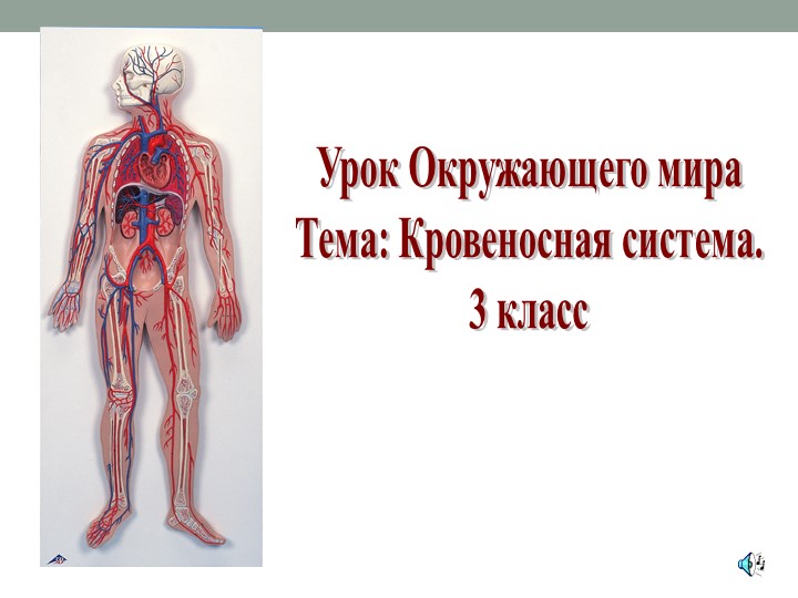 Презентация на тему "Кровеносная сиситема" - Скачать презентации бесплатно | Читать или скачать учебники для школы онлайн бесплатно ☑ Школьные учебники school-textbook.com
