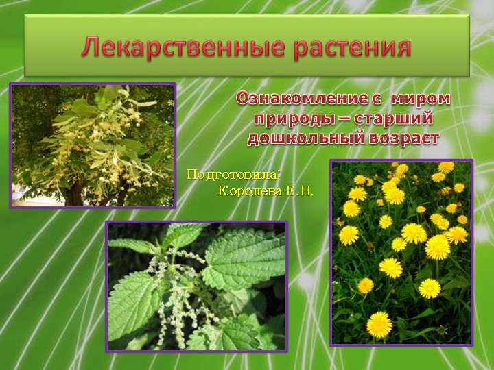 Презентация ознакомление с миром природы "Лекарственные растения" - Скачать презентации бесплатно | Читать или скачать учебники для школы онлайн бесплатно ☑ Школьные учебники school-textbook.com