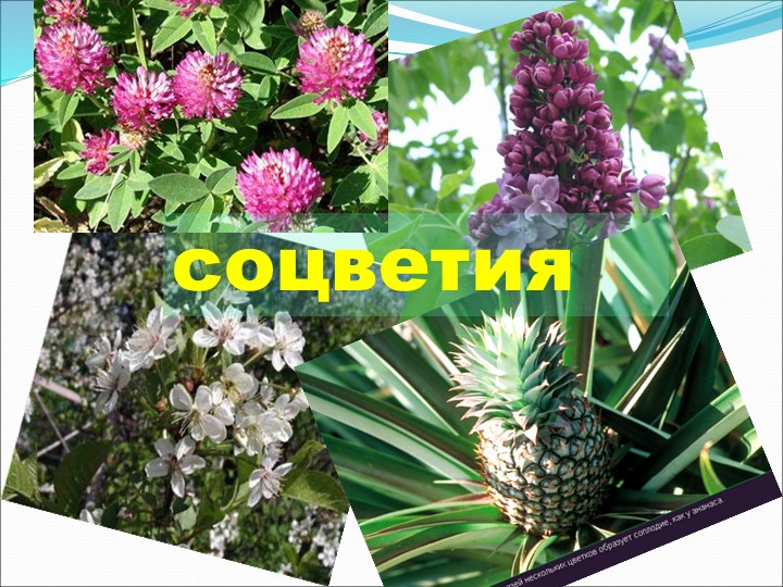 Презентация по теме "Соцветия" 6 класс - Скачать презентации бесплатно | Читать или скачать учебники для школы онлайн бесплатно ☑ Школьные учебники school-textbook.com