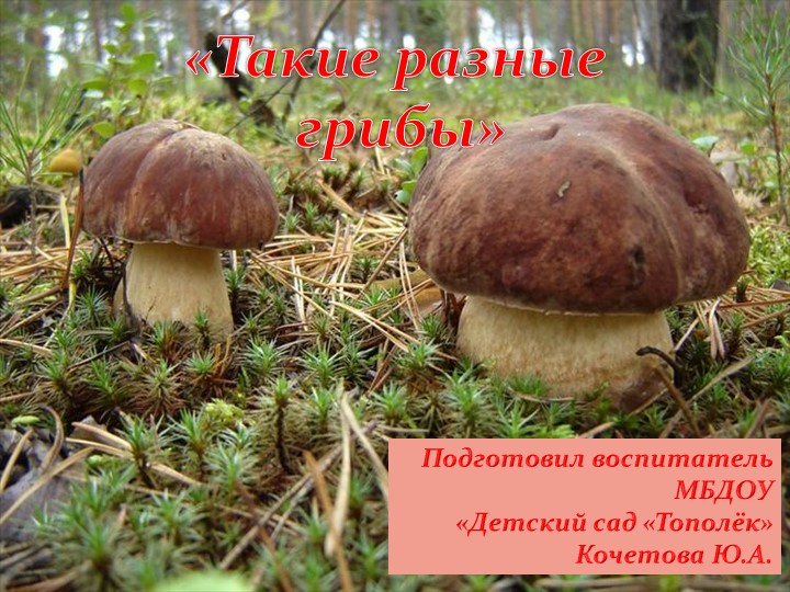 Презентация по окружающему миру "Грибы" - Скачать презентации бесплатно | Читать или скачать учебники для школы онлайн бесплатно ☑ Школьные учебники school-textbook.com