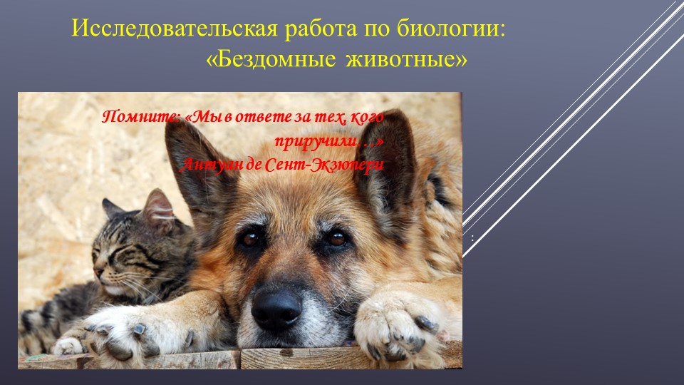 Исследовательская работа по теме "Бездомные животные" - Скачать презентации бесплатно | Читать или скачать учебники для школы онлайн бесплатно ☑ Школьные учебники school-textbook.com