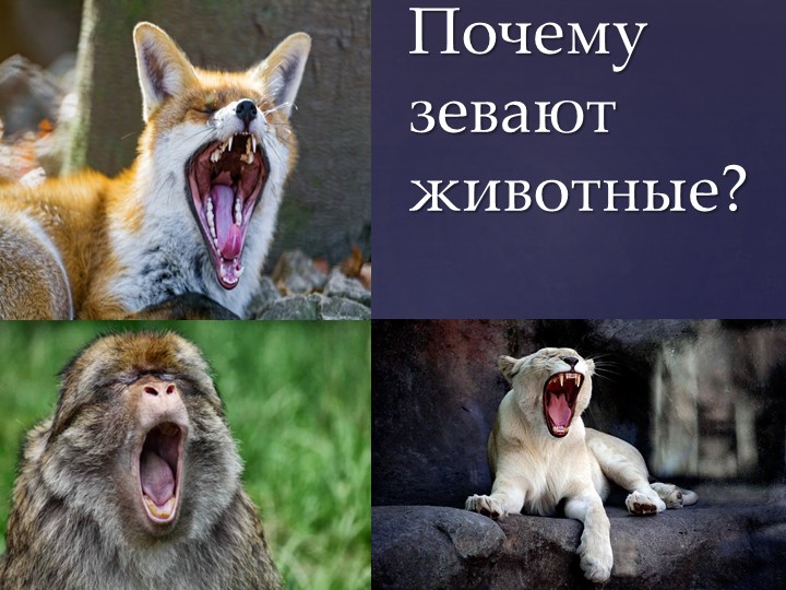 Презентация на тему: "Почему зевают животные" - Скачать презентации бесплатно | Читать или скачать учебники для школы онлайн бесплатно ☑ Школьные учебники school-textbook.com