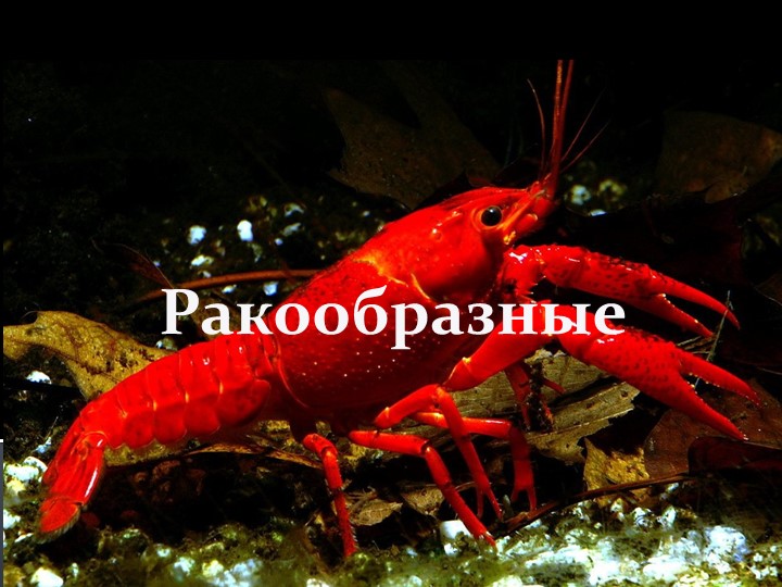Презентация "Кто такие ракообразные? И почему их называют санитарами водоёма?" - Скачать презентации бесплатно | Читать или скачать учебники для школы онлайн бесплатно ☑ Школьные учебники school-textbook.com