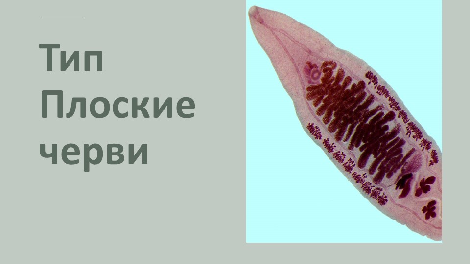 Презентация по биологии на тему "Тип Плоские черви" 7 класс - Скачать презентации бесплатно | Читать или скачать учебники для школы онлайн бесплатно ☑ Школьные учебники school-textbook.com