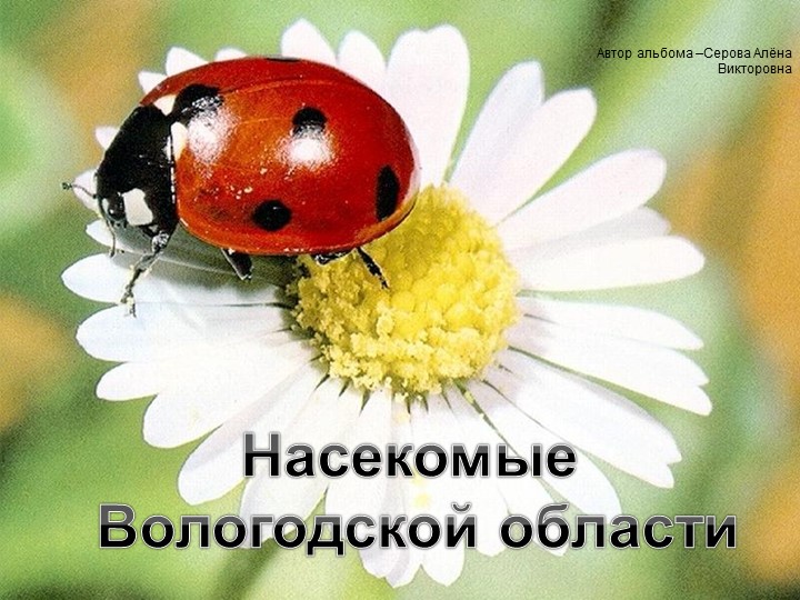 Презентация на тему "Насекомые Вологодской области" - Скачать презентации бесплатно | Читать или скачать учебники для школы онлайн бесплатно ☑ Школьные учебники school-textbook.com