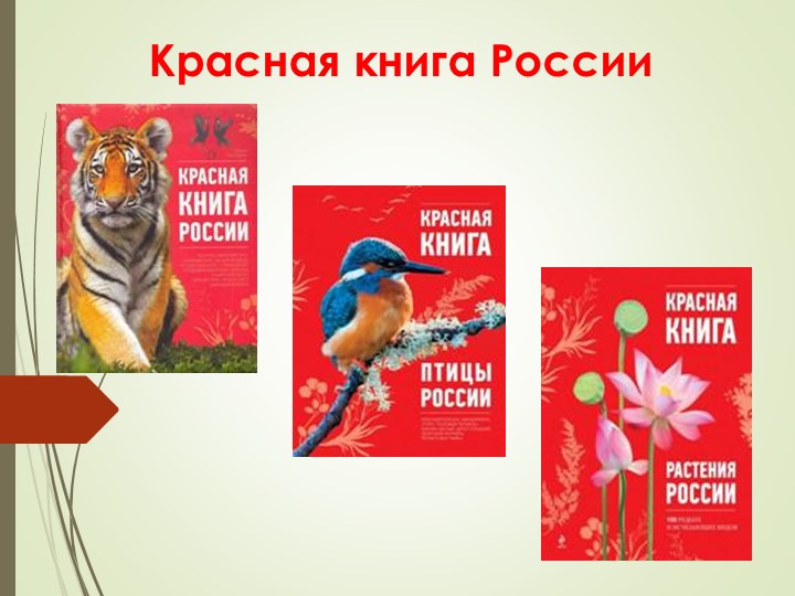 "Красная книга. Окружающий мир, 4 класс" - Скачать презентации бесплатно | Читать или скачать учебники для школы онлайн бесплатно ☑ Школьные учебники school-textbook.com