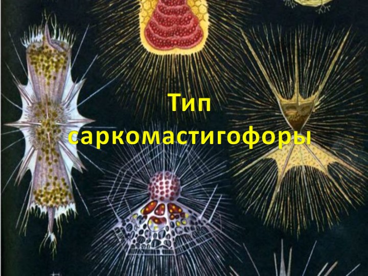 Презентация по биологии "Тип Саркомастигофоры" (7 класс) - Скачать презентации бесплатно | Читать или скачать учебники для школы онлайн бесплатно ☑ Школьные учебники school-textbook.com