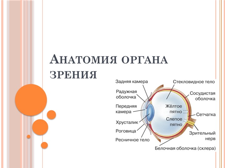 Презентация на тему: "Анатомия органа зрения" - Скачать презентации бесплатно | Читать или скачать учебники для школы онлайн бесплатно ☑ Школьные учебники school-textbook.com