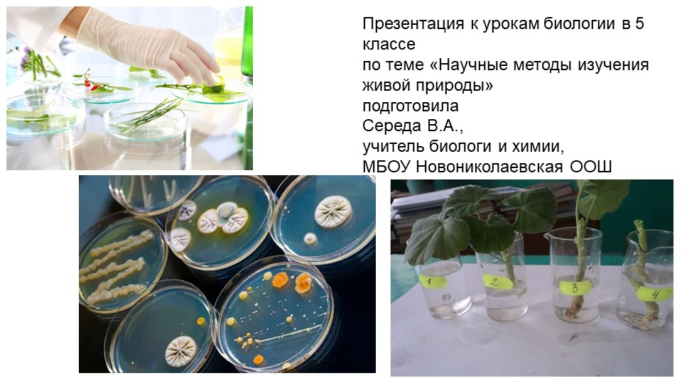 Презентация по биологии на тему "Научные методы изучения живой природы" (5 класс) - Скачать презентации бесплатно | Читать или скачать учебники для школы онлайн бесплатно ☑ Школьные учебники school-textbook.com