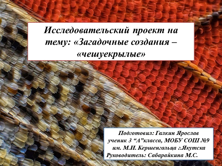 Исследовательский проект "Загадочные создания - чешуекрылые" - Скачать презентации бесплатно | Читать или скачать учебники для школы онлайн бесплатно ☑ Школьные учебники school-textbook.com