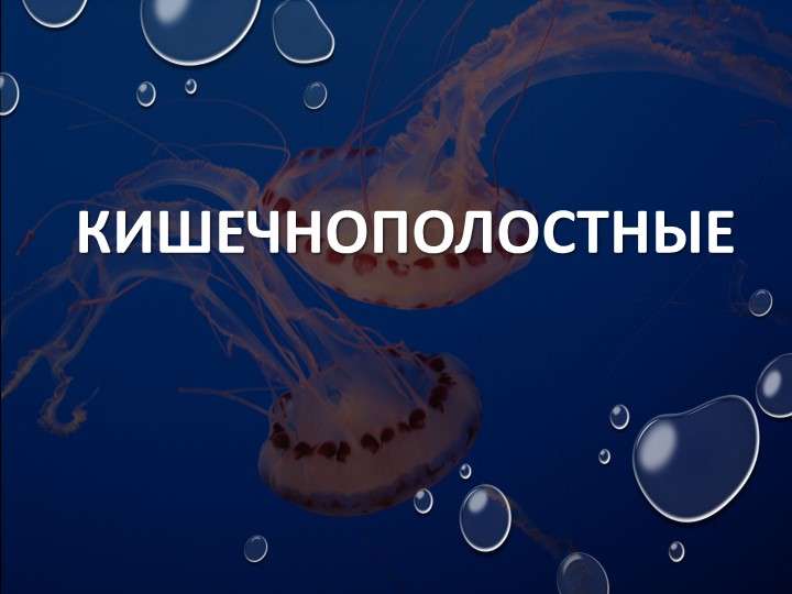 Презентация по биологии на тему "Кишечнополостные животные" 7 класс - Скачать презентации бесплатно | Читать или скачать учебники для школы онлайн бесплатно ☑ Школьные учебники school-textbook.com