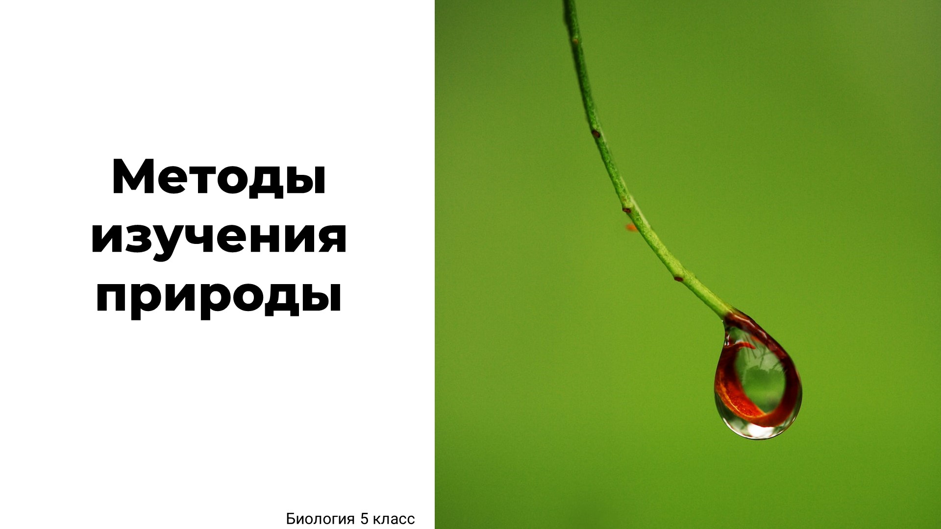 Методы изучения живой природы - Скачать презентации бесплатно | Читать или скачать учебники для школы онлайн бесплатно ☑ Школьные учебники school-textbook.com