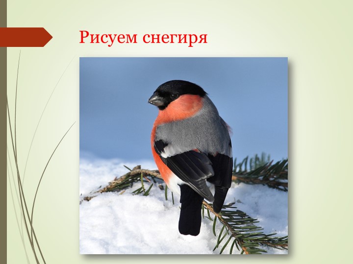 Поэтапное рисование снегиря (3 класс). - Скачать презентации бесплатно | Читать или скачать учебники для школы онлайн бесплатно ☑ Школьные учебники school-textbook.com
