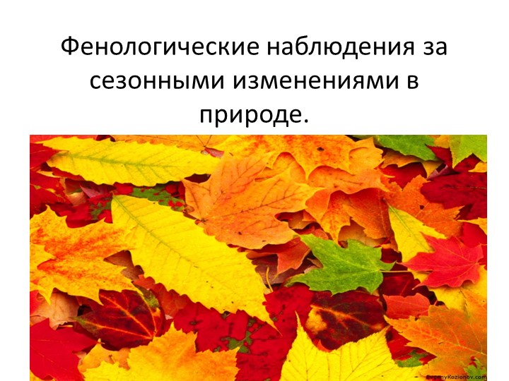 Презентация на тему: "Фенология" - Скачать презентации бесплатно | Читать или скачать учебники для школы онлайн бесплатно ☑ Школьные учебники school-textbook.com
