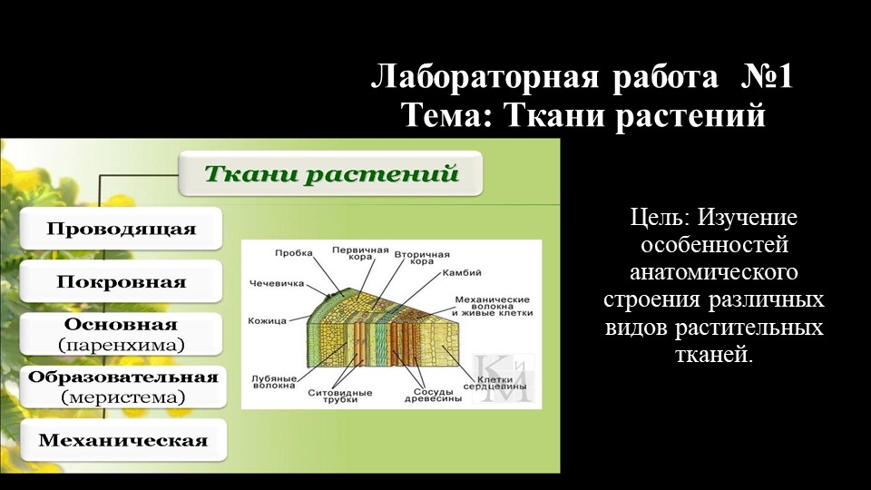Презентация по ботанике на тему "Анатомическое строение тканей" (для СПО) - Скачать презентации бесплатно | Читать или скачать учебники для школы онлайн бесплатно ☑ Школьные учебники school-textbook.com