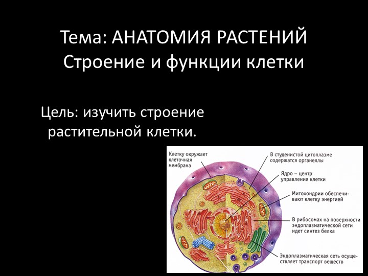 Презентация по ботанике на тему "Анатомическое строение клетки" (для СПО) - Скачать презентации бесплатно | Читать или скачать учебники для школы онлайн бесплатно ☑ Школьные учебники school-textbook.com