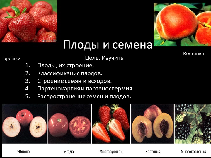 Презентация по ботанике на тему "Морфологическое строение плодов и семян" (для СПО)  - Скачать презентации бесплатно | Читать или скачать учебники для школы онлайн бесплатно ☑ Школьные учебники school-textbook.com