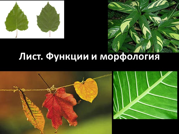 Презентация по ботанике на тему "Морфологическое строение листа" (для СПО)  - Скачать презентации бесплатно | Читать или скачать учебники для школы онлайн бесплатно ☑ Школьные учебники school-textbook.com