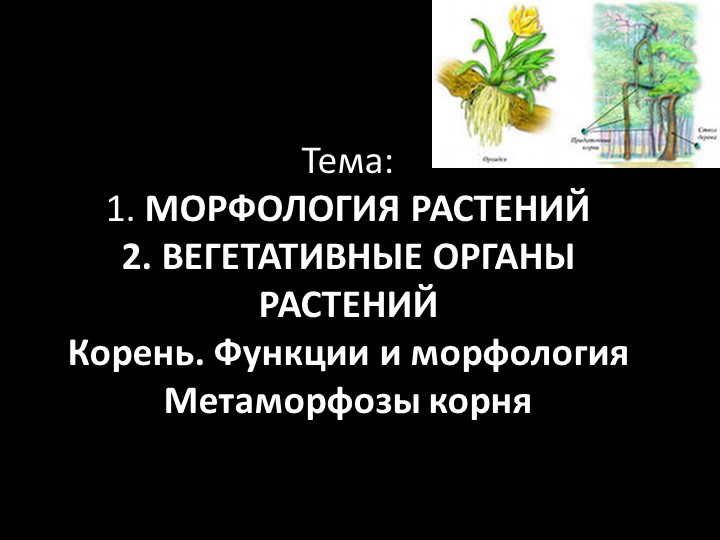 Презентация по ботанике на тему "Морфологическое строение корня" (для СПО) - Скачать презентации бесплатно | Читать или скачать учебники для школы онлайн бесплатно ☑ Школьные учебники school-textbook.com