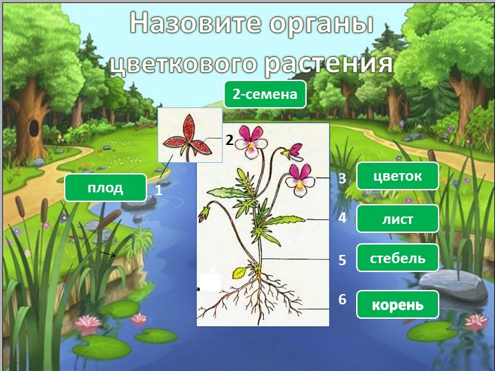 Урок биологии в 5 классе «Значение растений в природе и жизни человека» - Скачать презентации бесплатно | Читать или скачать учебники для школы онлайн бесплатно ☑ Школьные учебники school-textbook.com