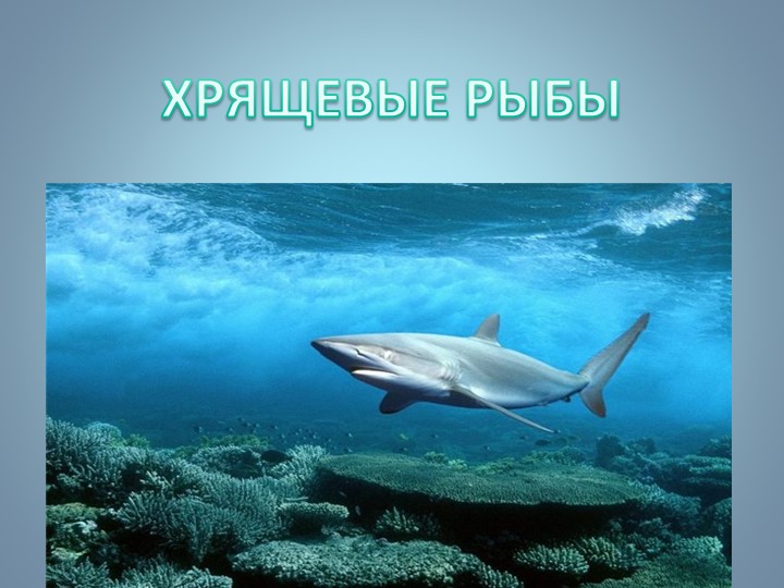 Презентация по биологии на тему "Хрящевые рыбы" - Скачать презентации бесплатно | Читать или скачать учебники для школы онлайн бесплатно ☑ Школьные учебники school-textbook.com
